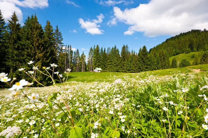 zeigt eine Blumenwiese im Schwarzwald mit kleinem Häuschen